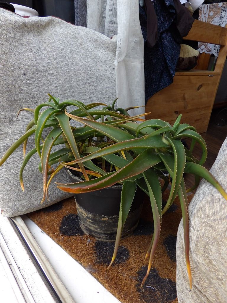 Aloe (not Aloe Vera) House/Outdoor Plant Succulent