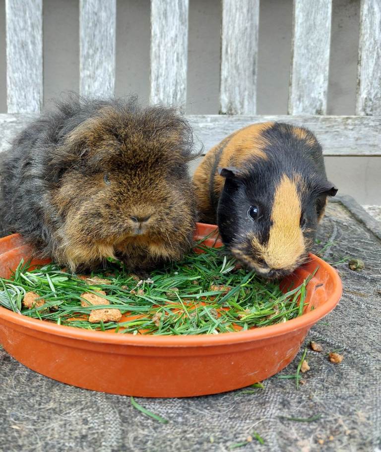 3x guinea pigs and hutch bundle