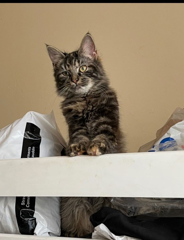 Half mainecoon 