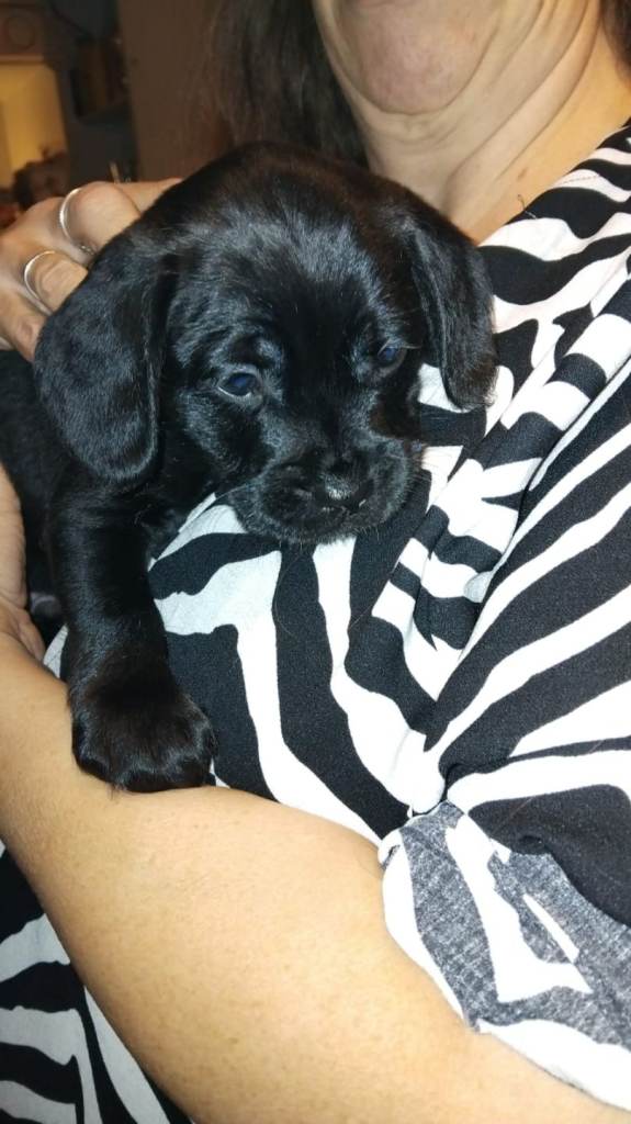 Miniature poodle cross frech bulldog puppies 