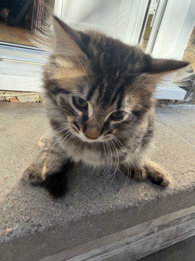 Kittens