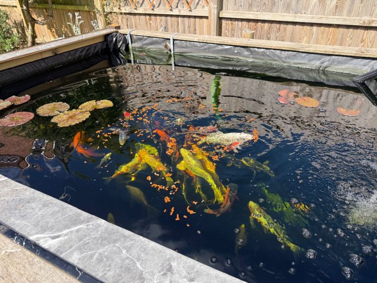Healthy Koi, Mirror Carp, common carp, grass carp and shibumpkins for sale