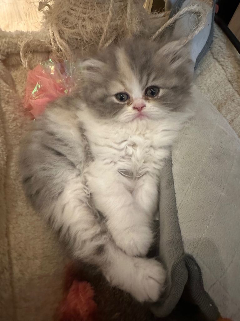 2 beautiful Persian chinchilla girls available now only..