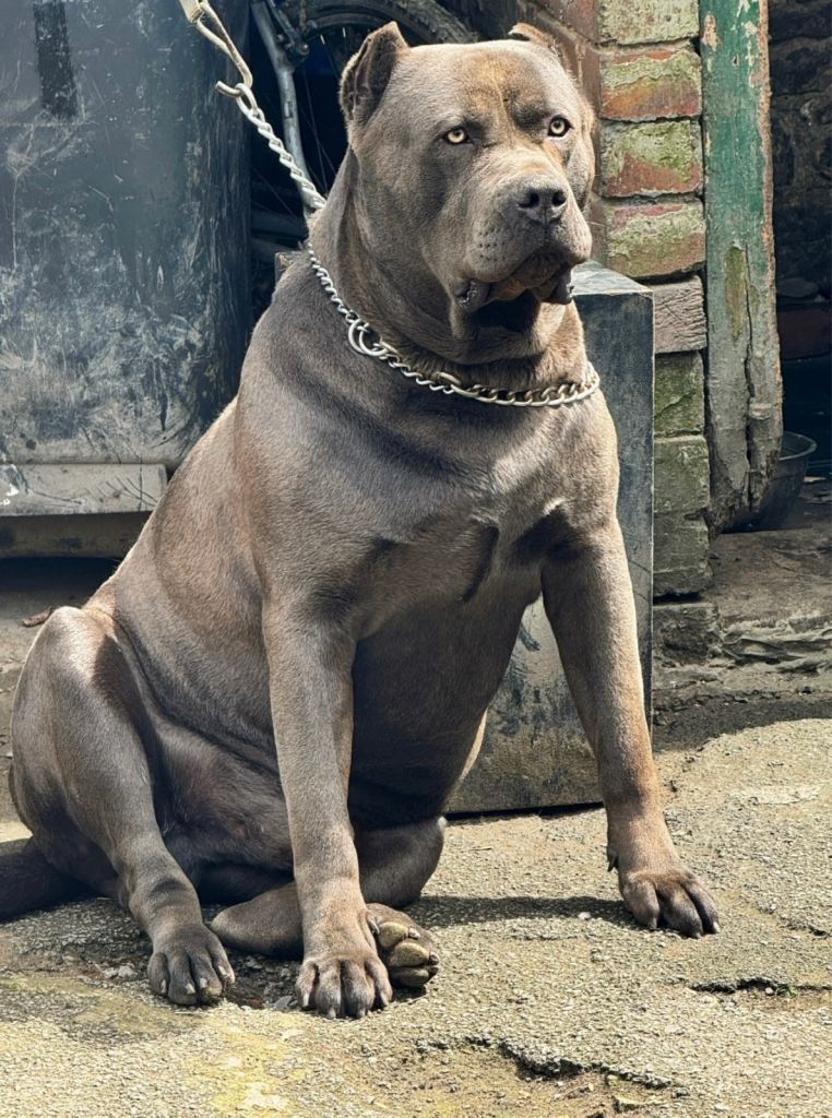 Italian Mastiff Male Cane Corso 