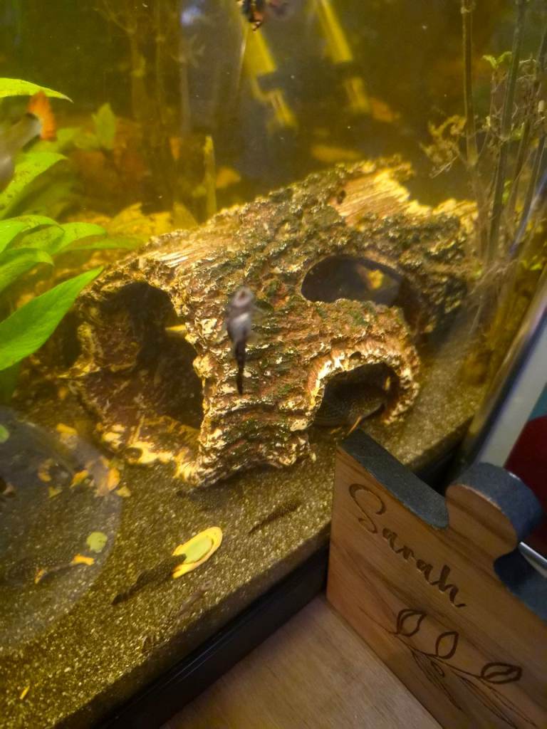 Bristlenose plec 