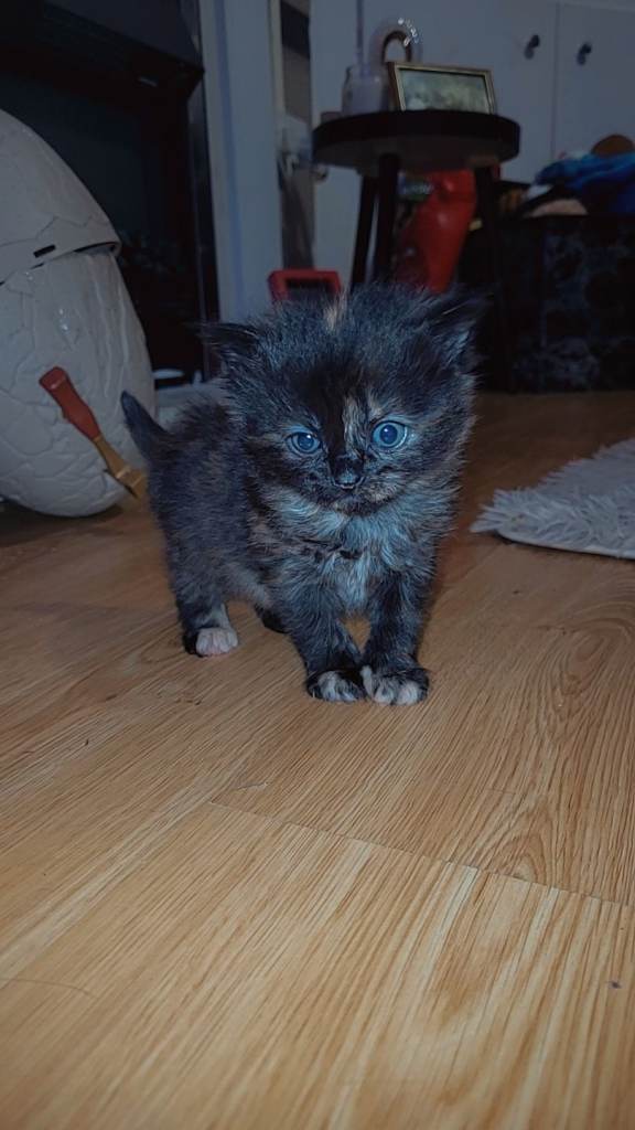 Beautiful mixed kittens