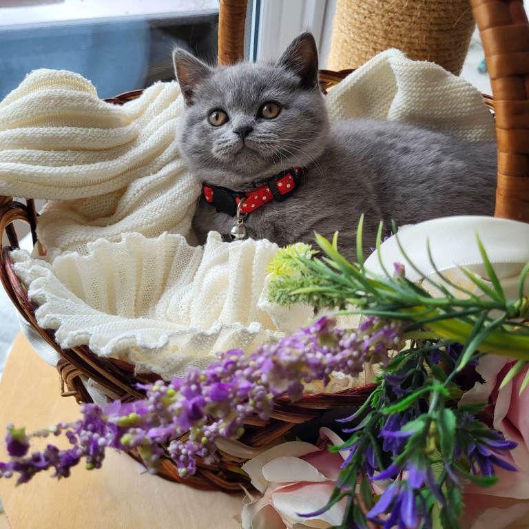 Pure British shorthair kitten 