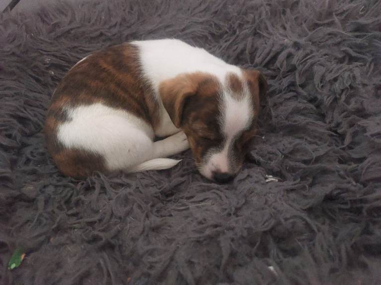 Jack russel puppies 
