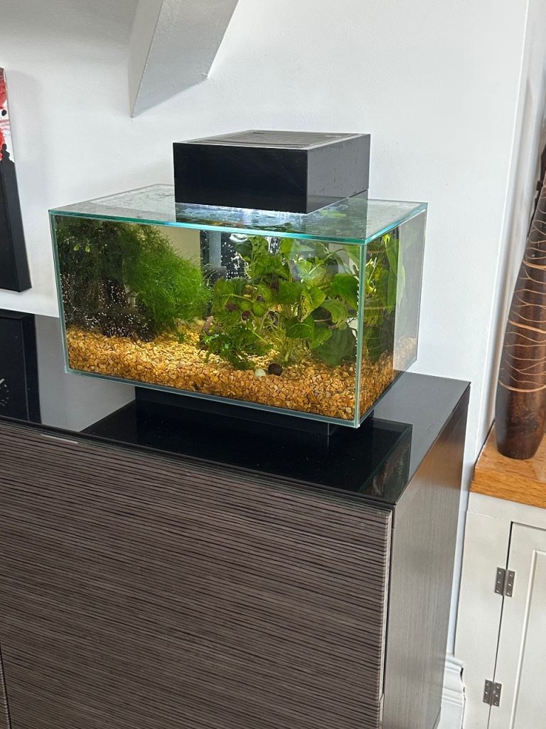Fluval Edge Aquarium – Complete Setup with Fish, Shrimp & Plants