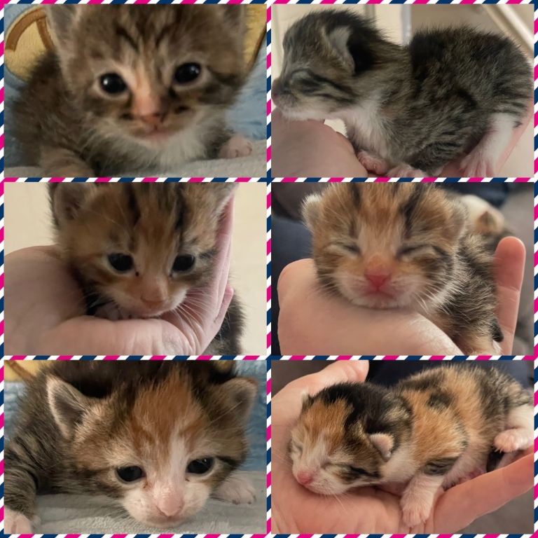 Beautiful litter of kittens