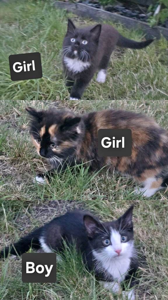 Kittens 2 girls and 1 Boy