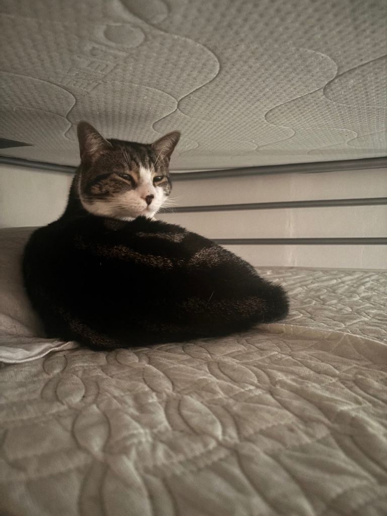 image for Domestic Short hair Tabby & White Cat