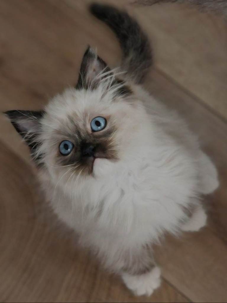 BEAUTIFUL RAGDOLL KITTENS READY NOW 