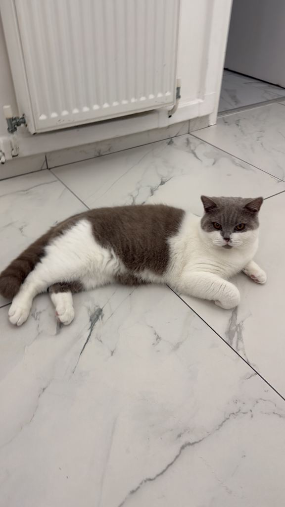 British shorthair 2 kittens 