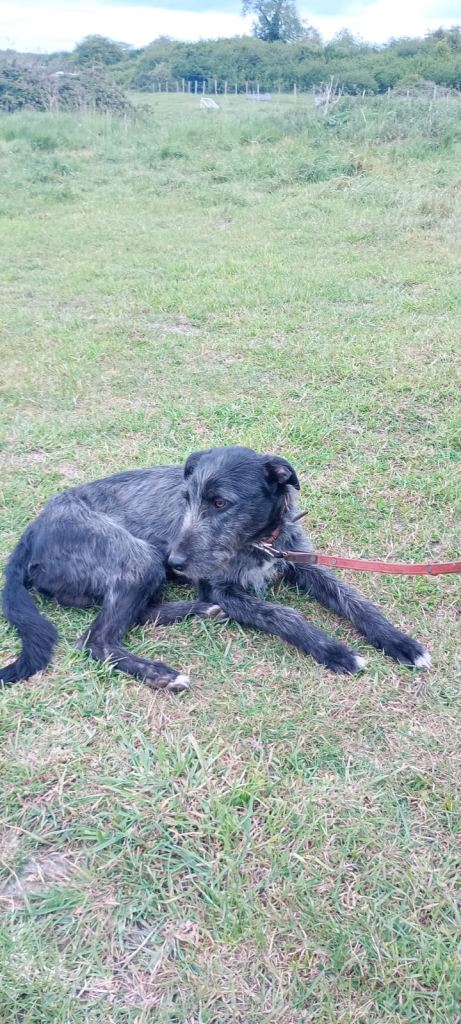 Lurcher boy 