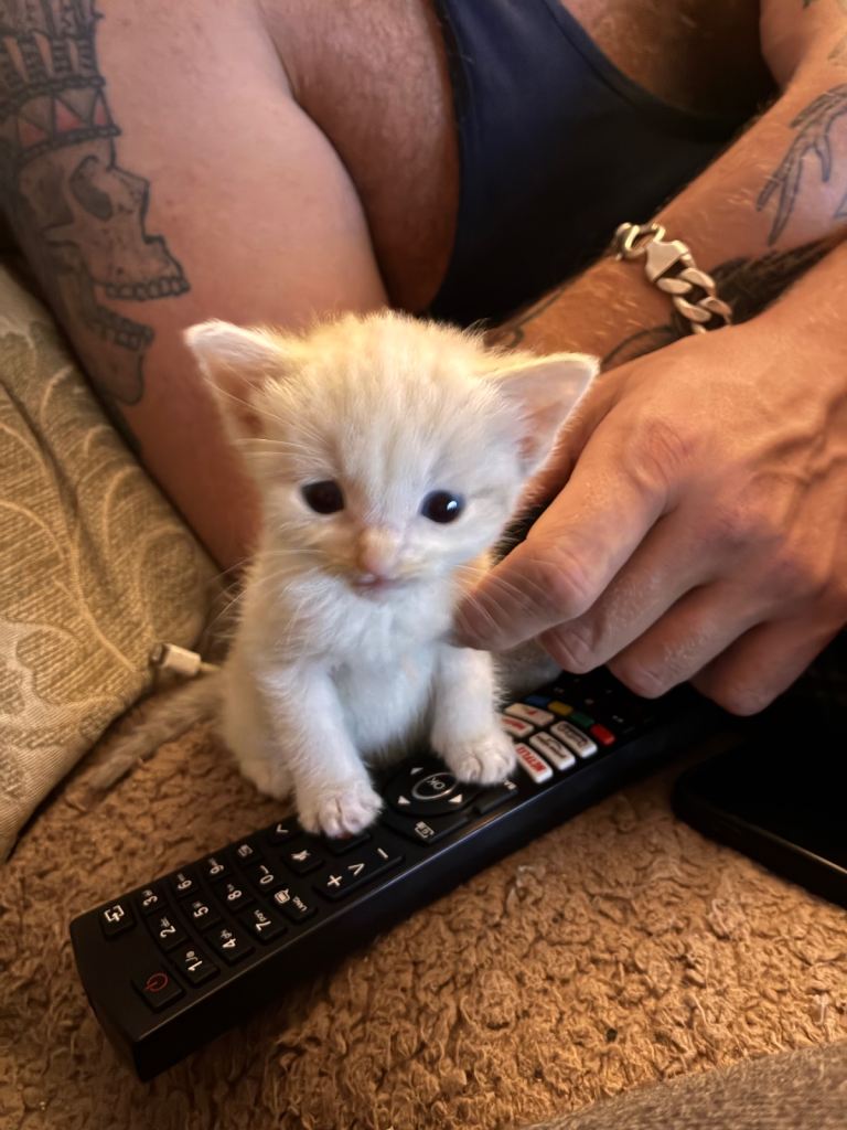Kittens for sale