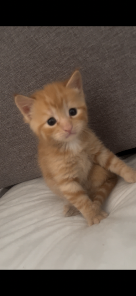 Mixed kittens 