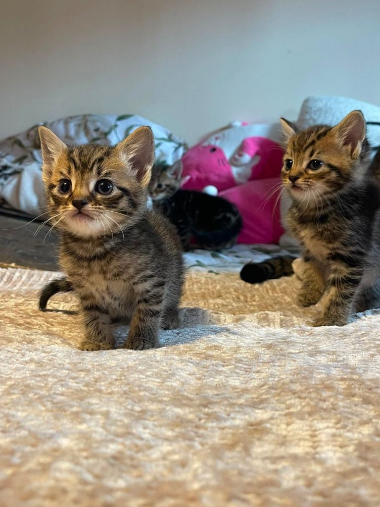 Kittens ready to leave
