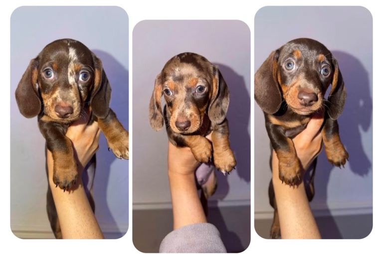 Miniature dachshund