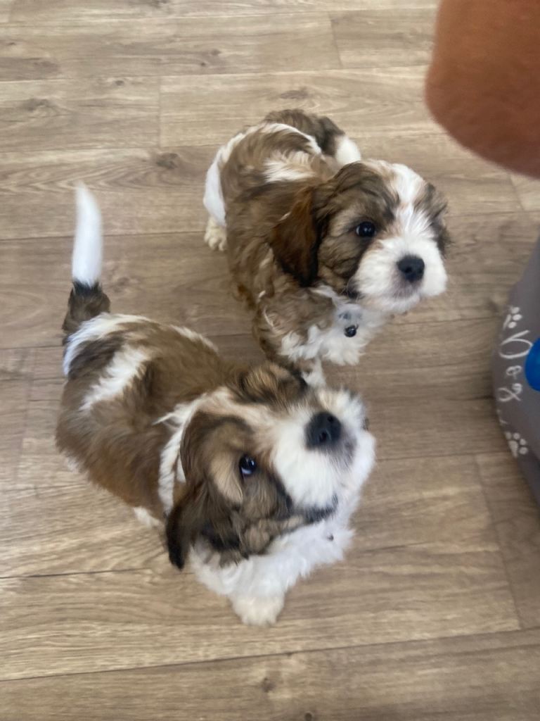 shihpoo
