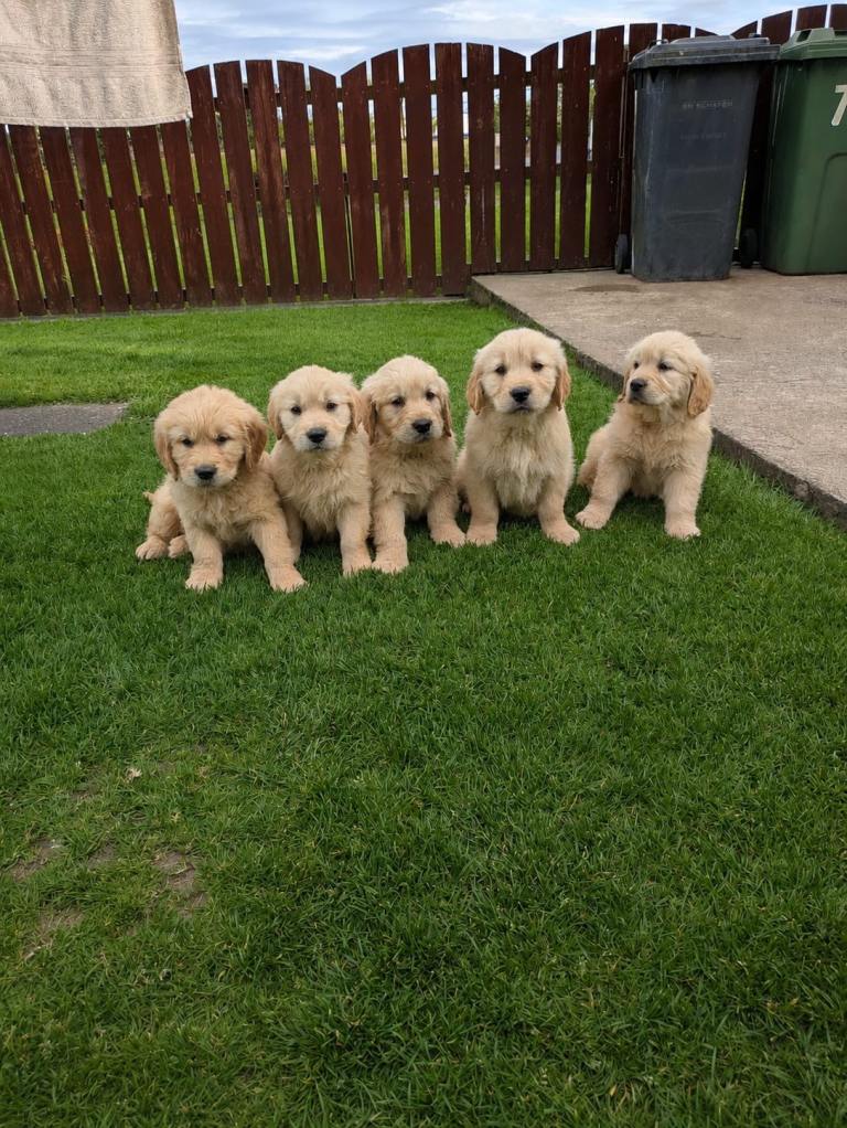 Golden red retrievers 