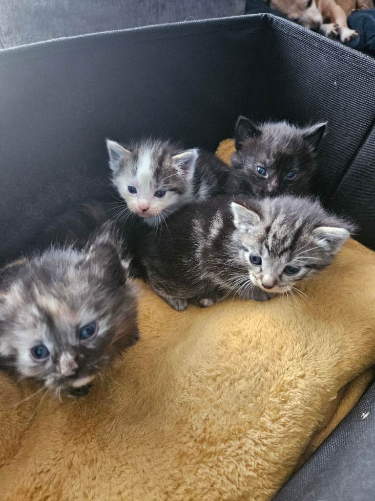 Beautiful little kittens