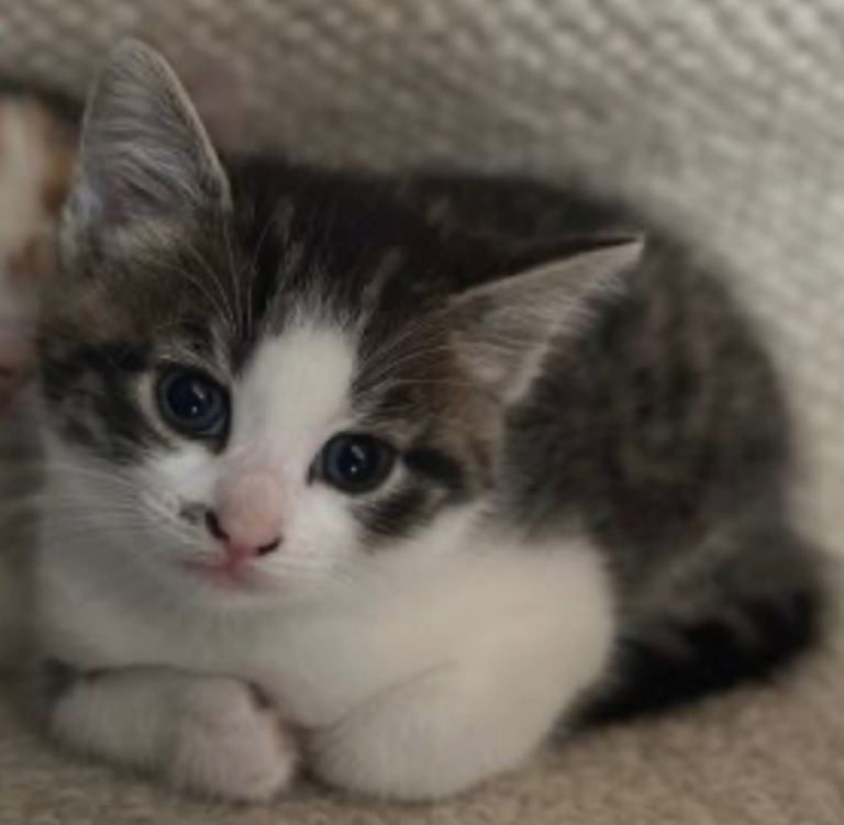 Beautiful litter of kittens , ginger tabby calico  