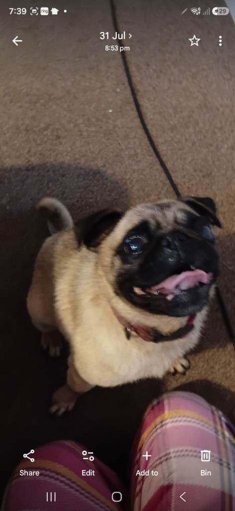 Pug bitch female 