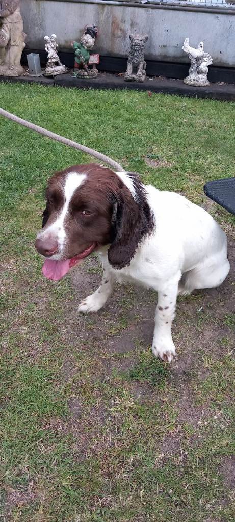 Spaniel dog 