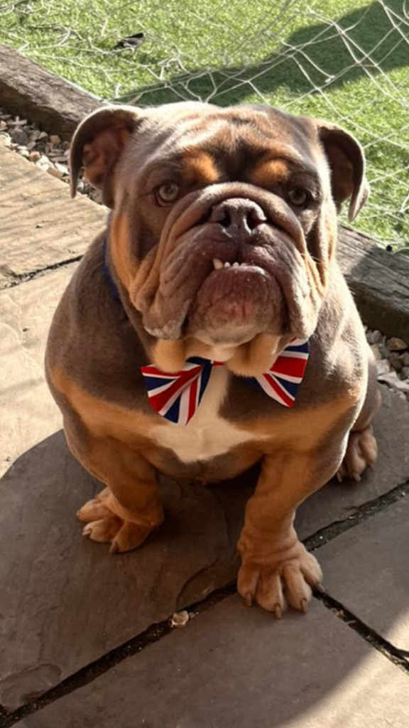 English Bulldog male age 4yr