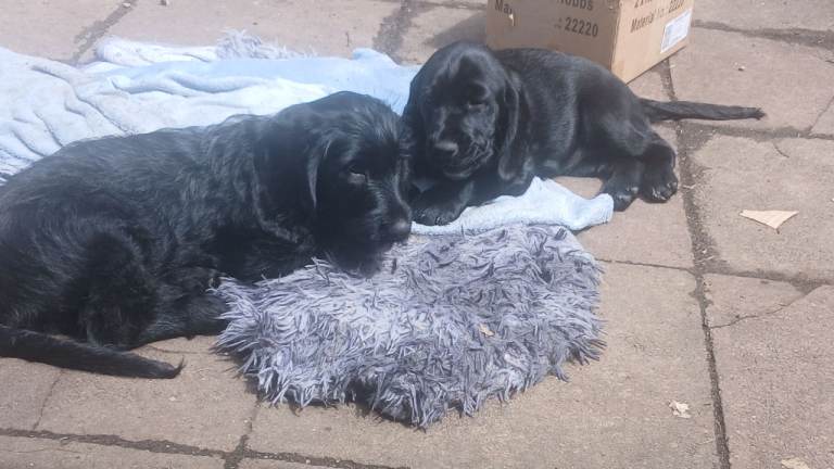 Gorgeous Cockapoo x puppies Ready for new homes