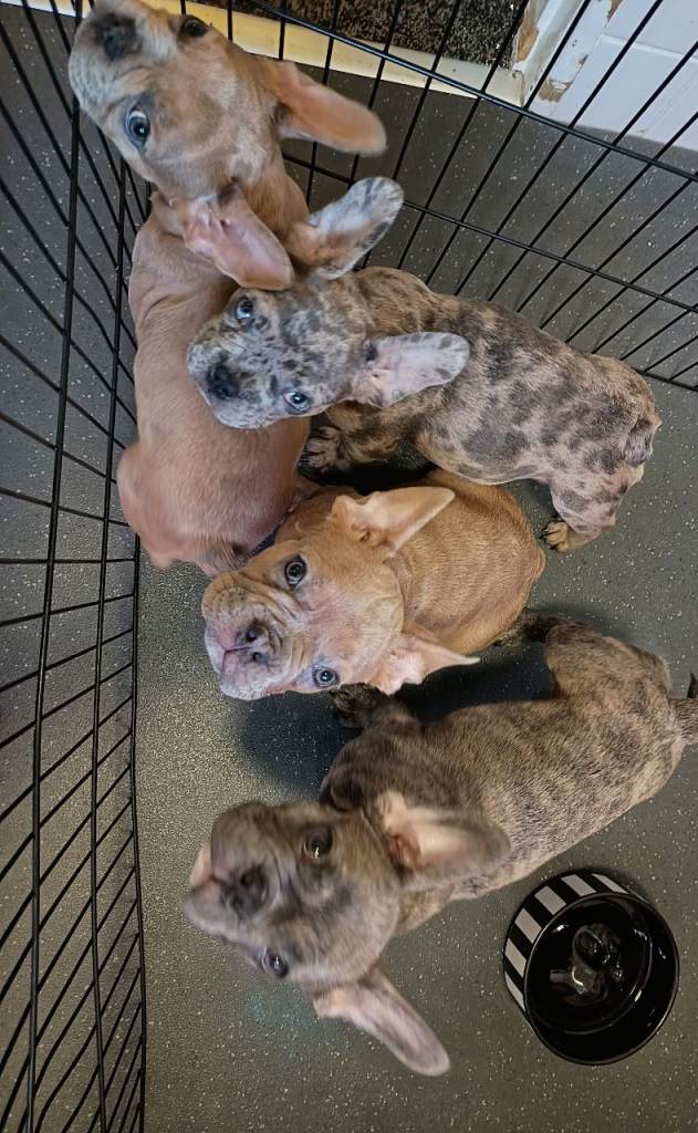 French bulldog puppies. 1 Girl 3 boys.