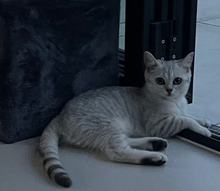 Beautiful British Shorthair Kitten - Fully Vaccinated &Microchipped INC Accessories 