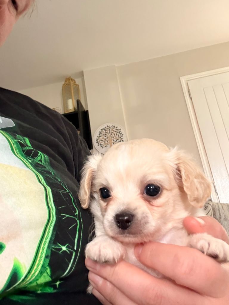 Chipoo male puppy ready to leave now