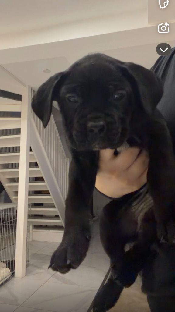 Female Cain corso puppies 