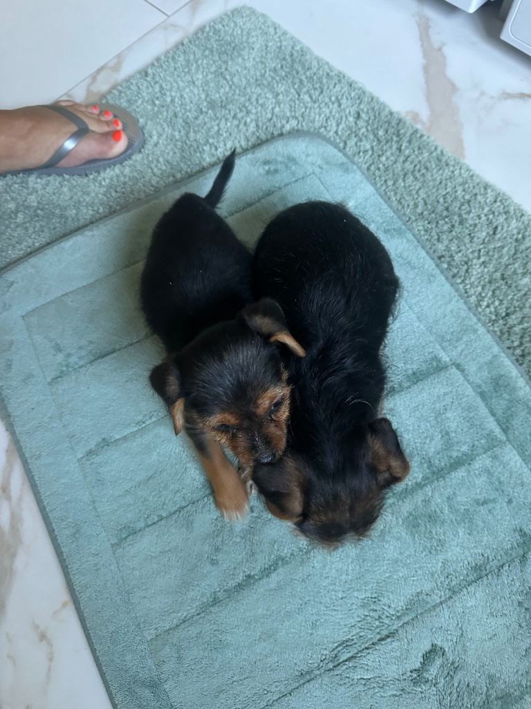 Yorkshire terrier/ jack tussle puppies for sale 