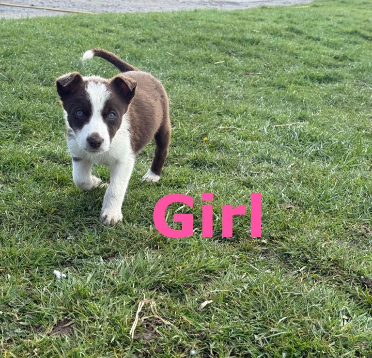 ⚡️Beautiful Border Collie Puppies 🐶