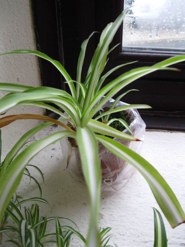 image for FREE SPIDER PLANT GUNNISLAKE PL18 9NA
