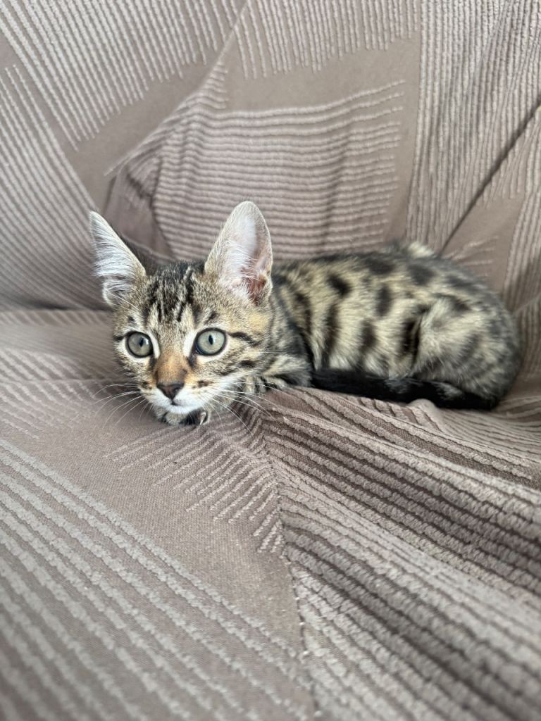 Mix Bengal kittens 