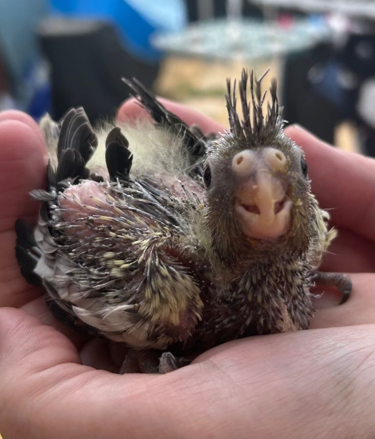 Adorable hand reared Cockatiels’s   