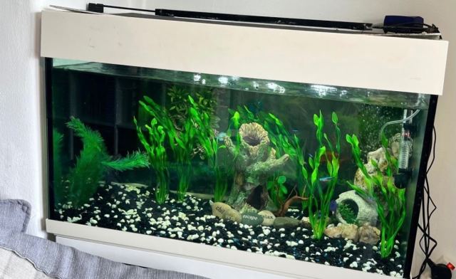 fish tank accessories gumtree Jexine 100 Pcs Rocks Glow Blue, Fish Tank Stones Gravel with 10 Pack Artificial Aquatic Plants Coral Reef Decorations for Aquariums : Pet Supplies GreenJoy Fish Tank Accessories Aquarium
