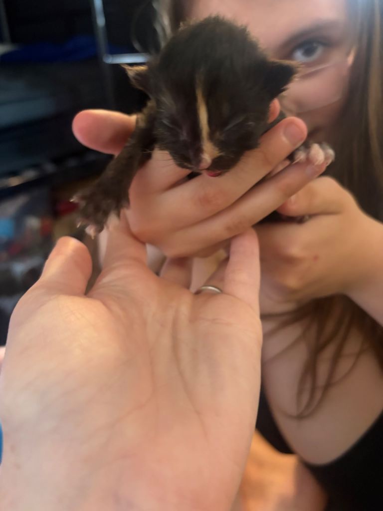 7 kittens 