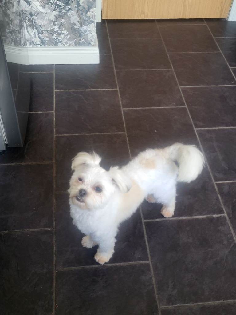 Male Shih-tzu/chihuahua mix