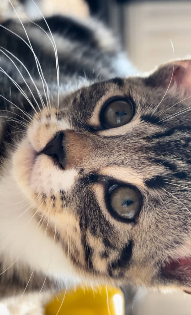 2 Cuddly Male Kittens 