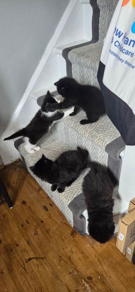 Kittens ready 27th april