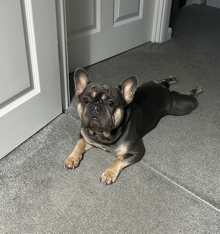 💙 Loving Home Wanted for 3-Year-Old French Bulldog 💙
