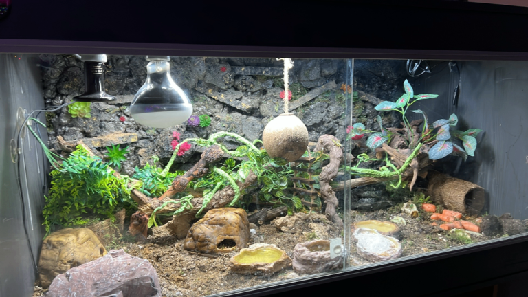 Vivarium Ready Setup