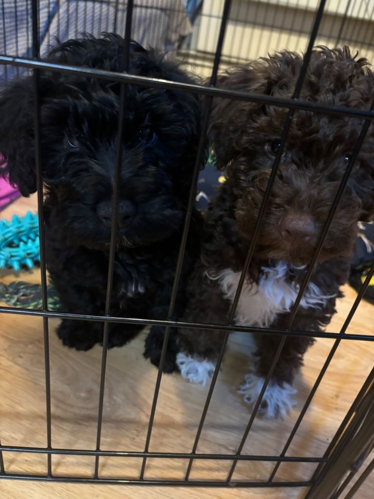 schnauzer poodle mix