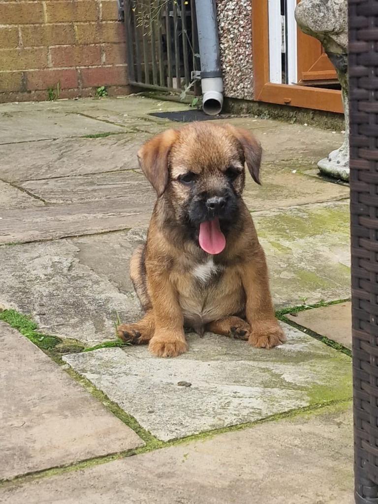 Pedigree pups for sale