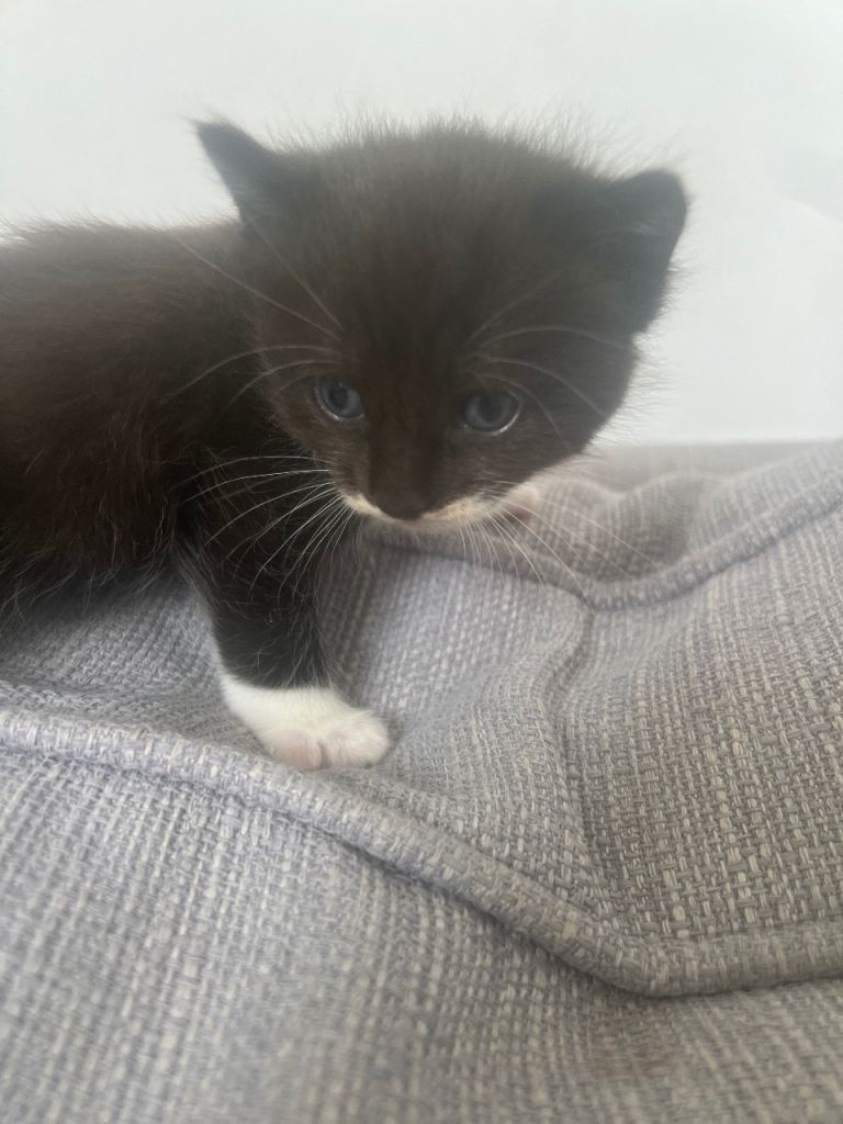 Kittens